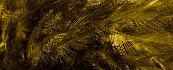 золотые перья с интересным рисунком. фон - Фото, изображение