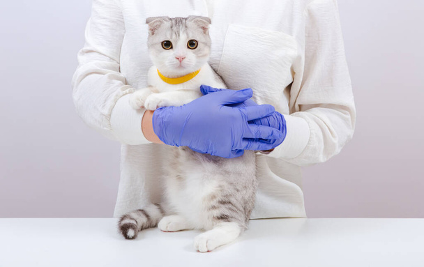 Female vet in blue gloves holding a small cute cat in her hands. Vet doctor examining kitten in animal hospital. White background. - Foto, afbeelding