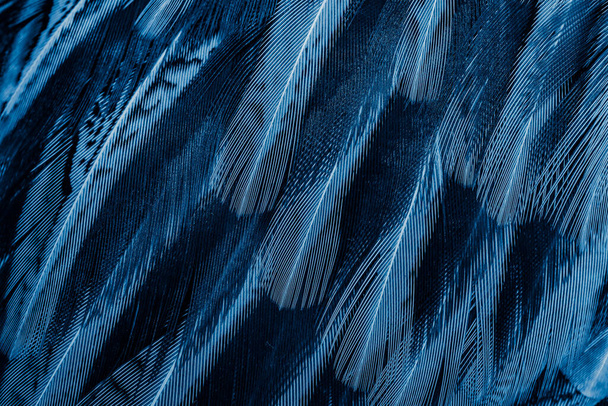 голубые перья с интересным рисунком. фон - Фото, изображение