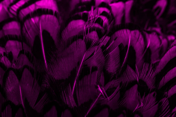 violet feathers with an interesting pattern. background - Photo, Image
