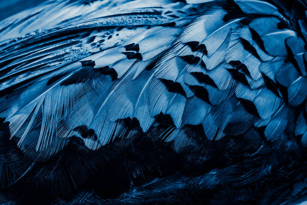 plumas azules con un patrón interesante. antecedentes - Foto, imagen