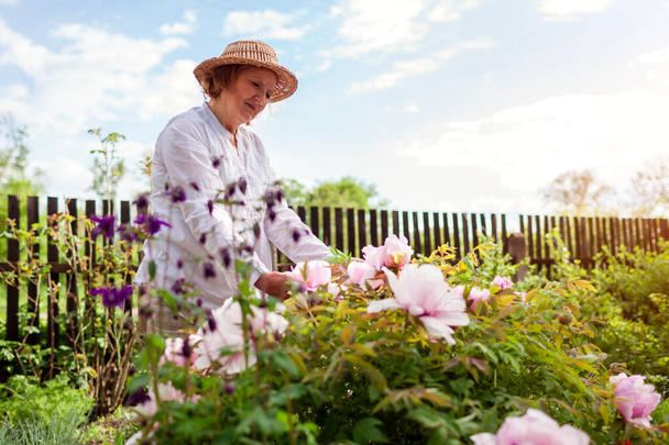 Gardener admires tree peonies in bloom in spring garden. Senior woman touches flowers enjoying nature. Gardening hobby. Space - Zdjęcie, obraz