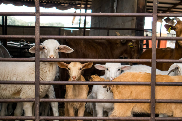 Muchos animales domésticos - ovejas blancas y cabras pardas - en un corral detrás de una cerca mirando una cámara. Animales de granja en un pueblo. Ganadería, agricultura. Animales de la agricultura, mascotas. Bozales divertidos.  - Foto, imagen