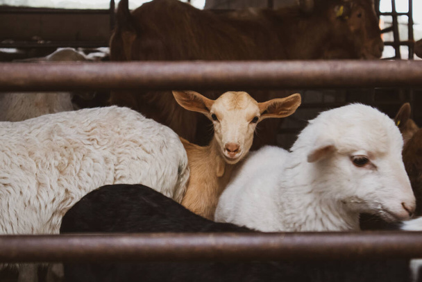 Un sacco di animali domestici pecore bianche e capre brune in una penna dietro una recinzione guardando una macchina fotografica. Animali da fattoria in un villaggio. Allevamento, allevamento. Animali da agricoltura, animali domestici. museruole divertenti.  - Foto, immagini
