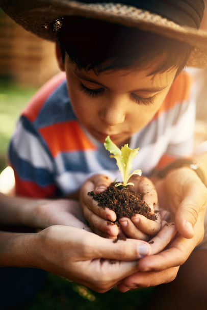 持続可能性、農業ケアや農業開発のための庭の植物と家族、土壌や子供の手。裏庭、自然成長や親の手を保持砂や子供を教えるための植え. - 写真・画像