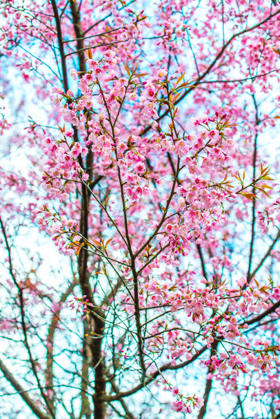 タイ、クンワン王室プロジェクトの野生のヒマラヤの桜. - 写真・画像