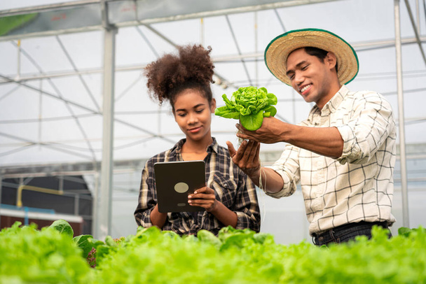 アフリカ系アメリカ人の夫婦がタブレットで働き、水耕栽培の温室で野菜の成長を調べる. - 写真・画像