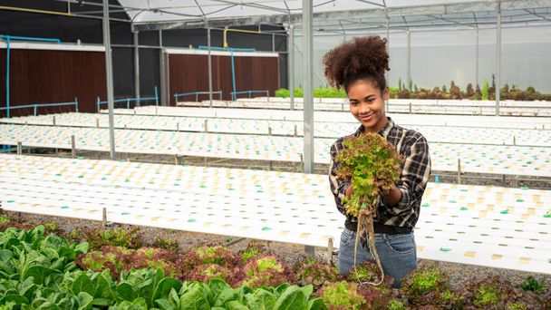 Afrikkalainen amerikkalainen naiset tutkii laatua ja kasvua salaatti vihannesten hydroponics kasvihuoneessa. - Valokuva, kuva
