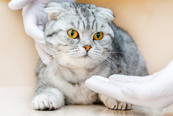 Állatorvos ad gyógyszert állatoknak.egy fehér tabletta adják egy macska szürke skót Fold macska.A koncepció figyelembe gyógyszerek állatok, antelmintikumok, állatorvos.Close-up. - Fotó, kép