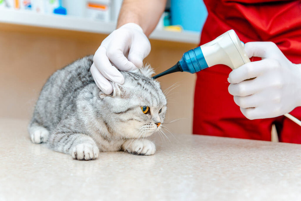 Veterinair arts controleren van de oren van de kat Schotse Vouw met otoscoop in veterinaire kliniek. Gezondheid van huisdier. Care animal.Pet checkup.Veterinair stagiair controleert zijn oren op tafel in de kliniek.Closeup - Foto, afbeelding