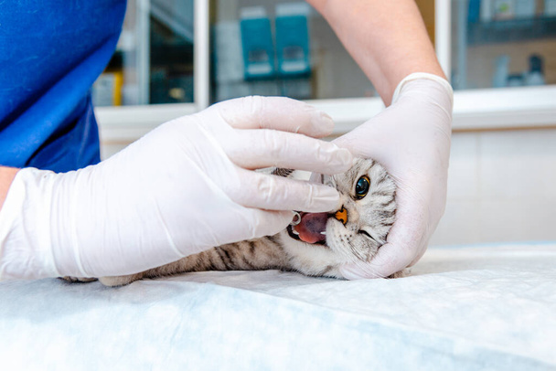 Κτηνίατρος που εξετάζει το στόμα της γάτας πριν από τη χειρουργική επέμβαση στο κτηνιατρικό γραφείο.Η γάτα είναι υπό αναισθησία, ξαπλωμένη στο χειρουργικό τραπέζι.Κοντινό πλάνο. - Φωτογραφία, εικόνα