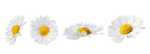 Set of white Chamomile flower isolated on white background. Daisy flower, medical plant. Chamomile flower head as an element for your design. - Фото, изображение
