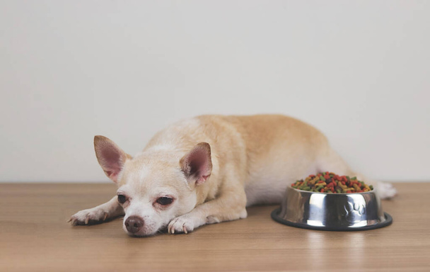 Přední pohled na obraz hnědého čivavského psa ležícího u misky žrádla pro psy a ignorujícího ji. Smutný nebo nemocný čivavský pes se nudí jídlem. mazlíček je zdraví a mazlíček chování. - Fotografie, Obrázek