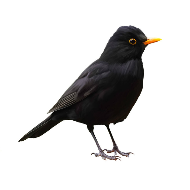 Ilustración de un mirlo sobre un fondo blanco. Aves aisladas con plumaje negro. - Foto, imagen