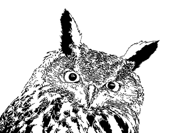 Black and white illustration of the owl. - Fotografie, Obrázek