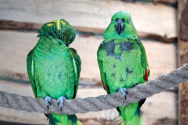 Two green Amazon Parrot perching on a rope - Fotografie, Obrázek