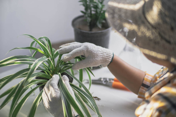 Young female gardener using pruner to trim house plants. Close-up of female hands in gloves caring for potted plants indoors. Owner start up small business greenhouse. - Photo, Image