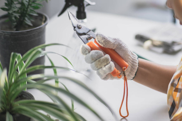 Young female gardener using pruner to trim house plants. Close-up of female hands in gloves caring for potted plants indoors. Owner start up small business greenhouse. - Fotó, kép