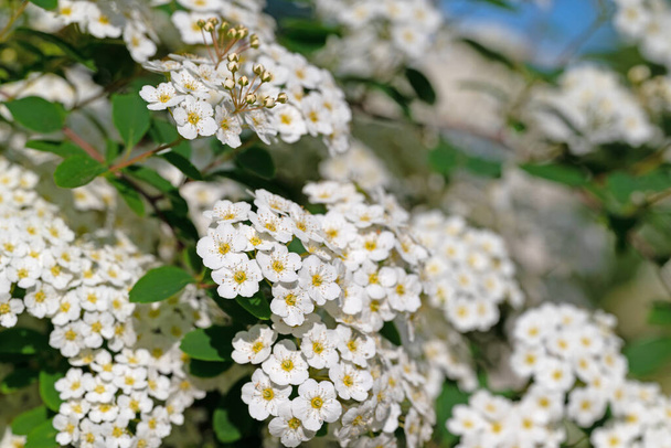 Kukkivat Spier pensas keväällä - Valokuva, kuva