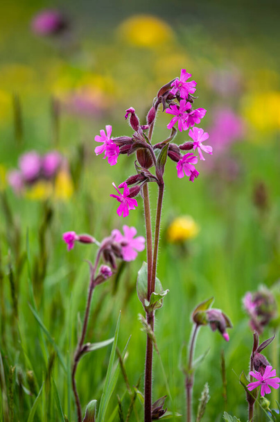 Red campion - Silene dioica - flowers at a meadow in summer with danelion in the background - Photo, Image