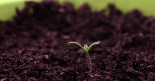 Pieni ituja kasvaa mustassa maaperässä ruukussa kasvitieteellisessä laboratoriossa. Käsite kehittää ja kasvattaa kasvi hyvissä olosuhteissa aika raukeaa - Materiaali, video
