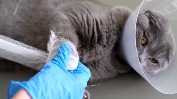 Közelkép, egy profi állatorvos kesztyű kötésben, egy szürke macska beteg mancsa. Sérült fajtatiszta macska. - Felvétel, videó