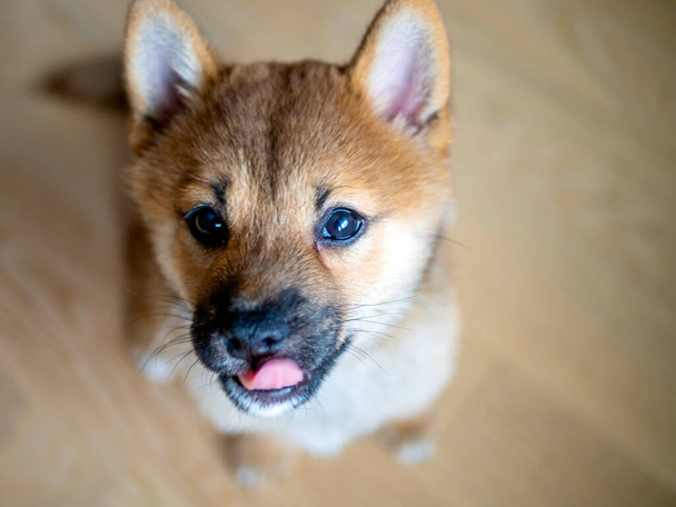 Selective focus. Portrait of cute Shiba Inu small dog, puppy, Close up. Dogecoin. Red-haired Japanese dog smile portrait. Illuminating color, cryptocurrency, electronic money. Photo for postcard - Photo, Image