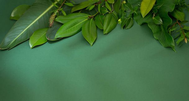 tropical green  leaves on green background - Foto, imagen