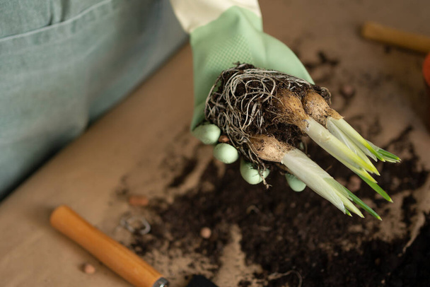 A female hand holds a bulb with the roots of a home flower for transplanting into a new pot. Spring houseplant care, close-up repotting houseplants. - Foto, Imagen