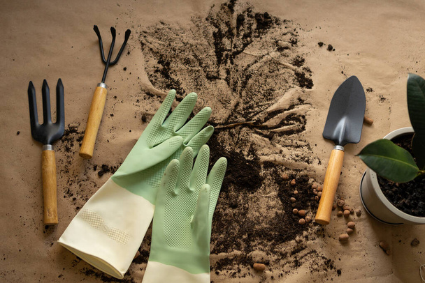 Top view of gloves, garden tools, ficus and potting soil with drainage on beige background. Spring Houseplant Care, repotting houseplants. - Foto, Imagem