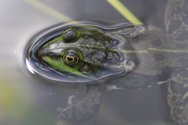 zielona żaba w wodzie w jeziorze  - Zdjęcie, obraz