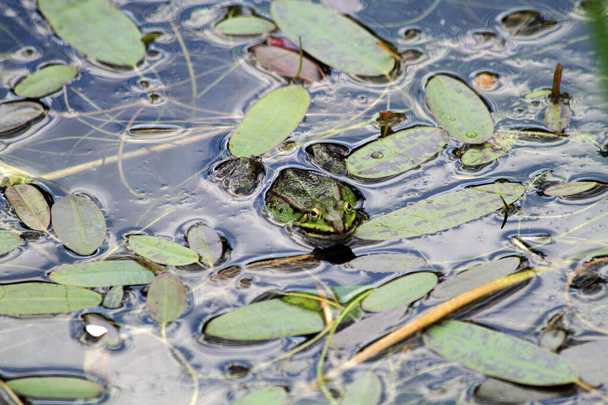 green frog in the water in the lake  - Photo, Image