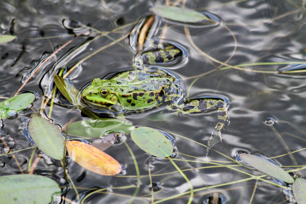 rã verde na água no lago  - Foto, Imagem
