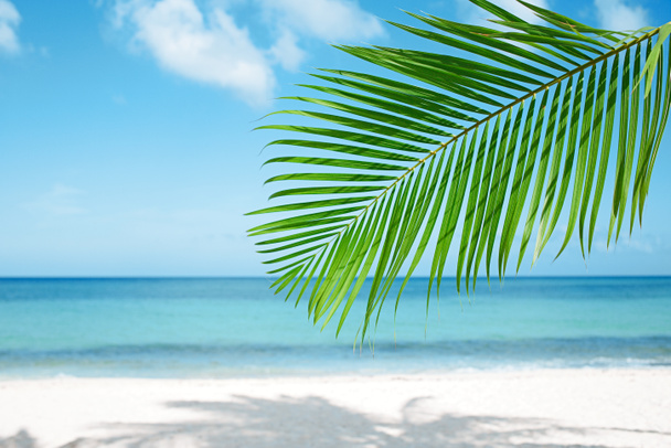 Hoja de palma y mar azul
 - Foto, imagen