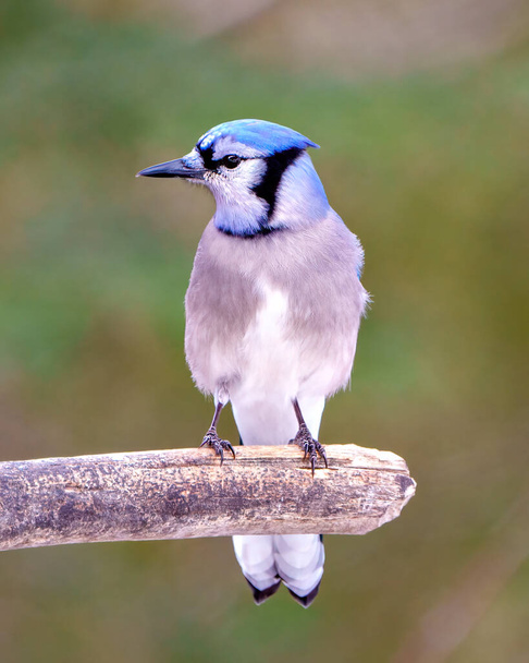 Blue Jay close-up front view perched on a tree branch with a forest blur background in its environment and habitat surrounding displaying blue feather plumage. Jay Picture. - Fotó, kép