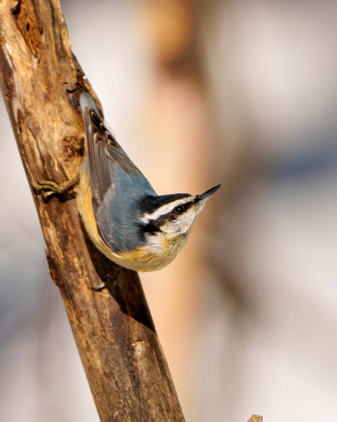 Red-breasted Nuthatch close-up profile view clinging to the tree branch in its environment and habitat surrounding. Nuthatch Picture. - Фото, изображение