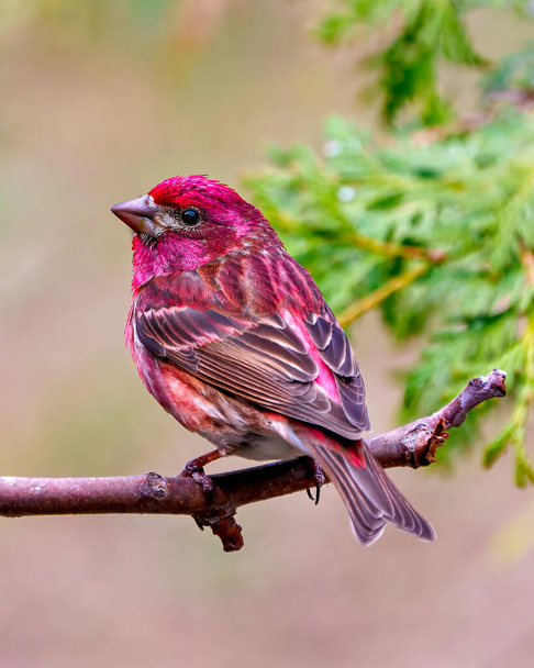 Purple Finch male close-up rear view perched on a branch with in its environment and habitat surrounding with a colorful background. Finch Picture. - Fotografie, Obrázek