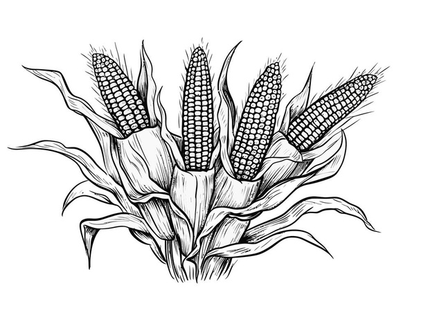 schizzo disegnato a mano di mais. illustrazione vettoriale - Vettoriali, immagini