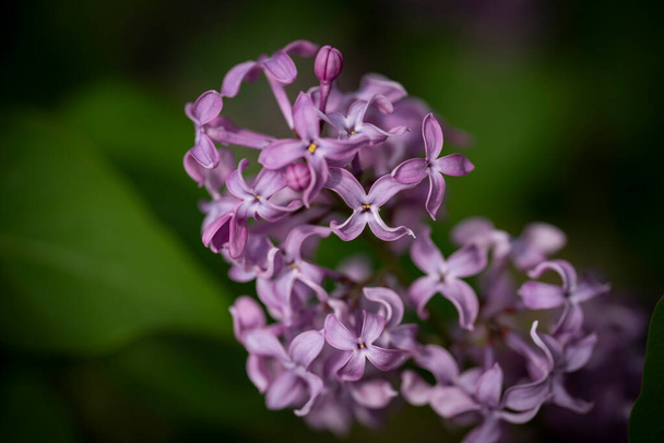 Lilac flowers close up. Floral background with place for text. High quality photo - 写真・画像