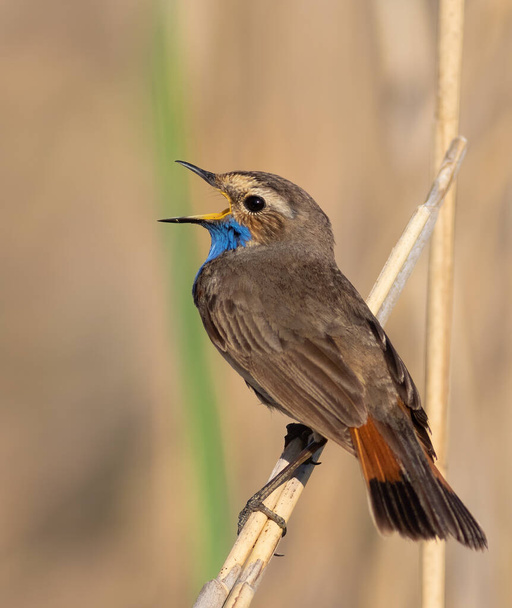 Bluethroat, Luscinia svecica. A bird sings in the early morning, sitting on a reed on the river bank - Foto, Bild
