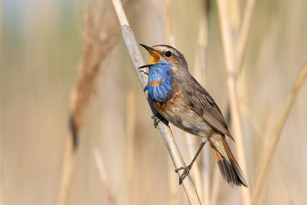 Bluethroat, Luscinia svecica. Птица поет рано утром, сидя на тростнике на берегу реки - Фото, изображение