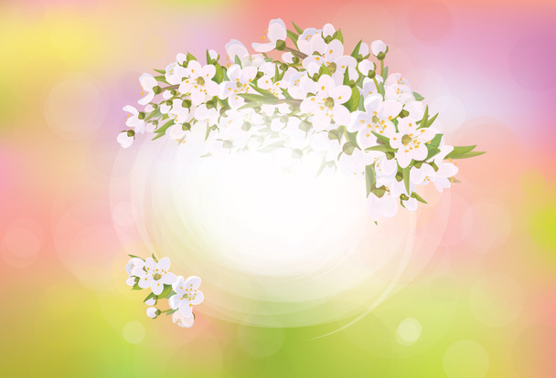Frame blossoming cherry tree - Vector, Image