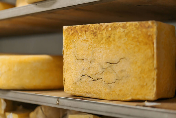Heads of cheese on wooden shelves in cheese ripening warehouse Concept of production delicious cheeses - Photo, Image