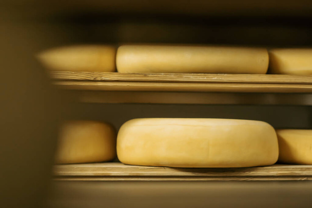 Głowice sera na drewnianych półkach w magazynie dojrzewania sera Koncepcja produkcji pysznych serów - Zdjęcie, obraz