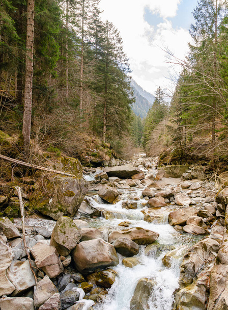 Puissant lit de rivière avec de l'eau courante au milieu d'une forêt dans les Alpes italiennes. Photo de printemps. - Photo, image