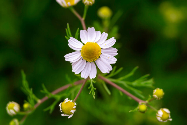 chamomile field macro  white flowers  background morning sun close up. Herbal medicine. Chamaemelum nobile Roman Alternative Spring Daisy. Beautiful meadow  herbal infusions beverages. - Photo, Image