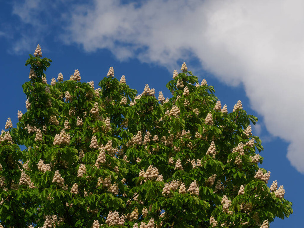 Large chestnut tree in bloom with sky - 写真・画像
