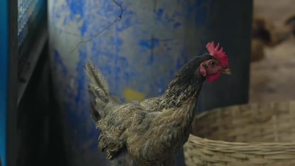 Μια μαύρη και γκρίζα κότα ψάχνει το μέρος για να γεννήσει ένα αυγό μέσα στη φάρμα πουλερικών. Οικιακές όρνιθες φαίνονται περίεργες μέσα στο πτηνοτροφείο. - Πλάνα, βίντεο