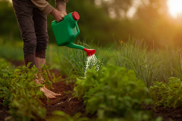 Unrecognisable Man farmer watering  hand holding watering green can  rural  garden  sunset evening Vegetable spring sunny day country  organic products, eco-friendly lifestyle  Gardening hobby concept seedling tomato potato - Фото, изображение