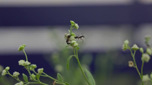 Une vue macro de deux fourmis noires assises sur des fleurs de Parthenium hysterophorus pendant la journée d'été - Séquence, vidéo